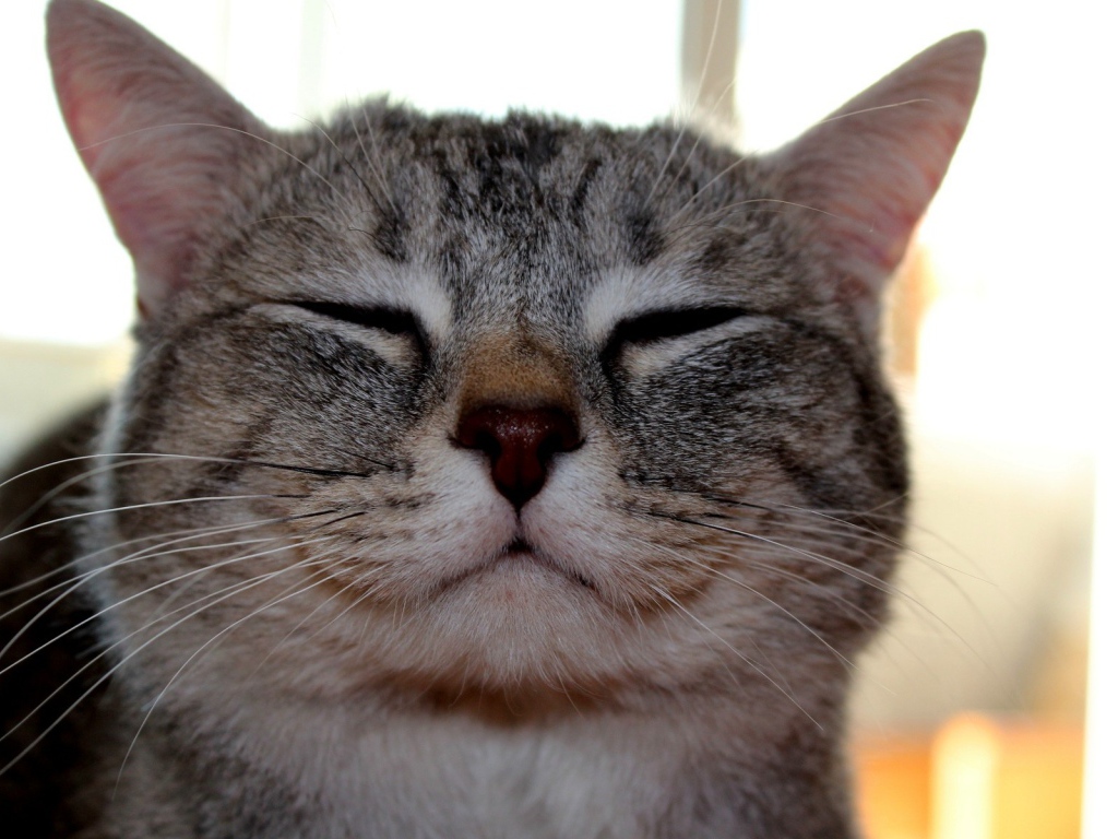 Кот улыбается