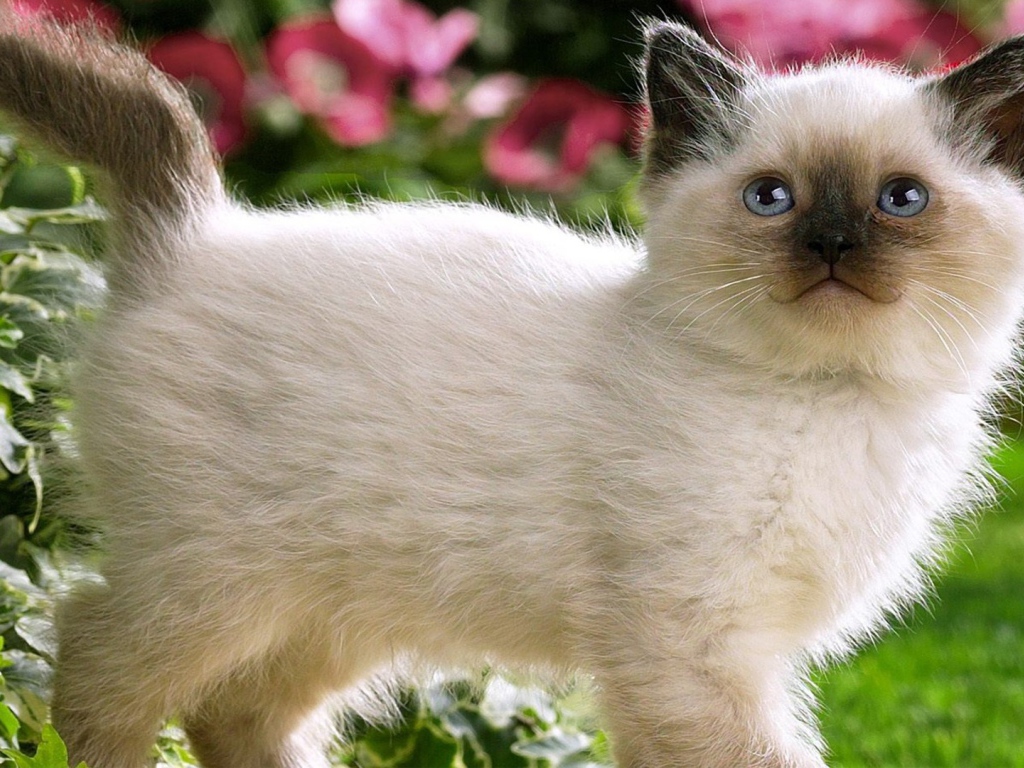 Котенок с черным носом