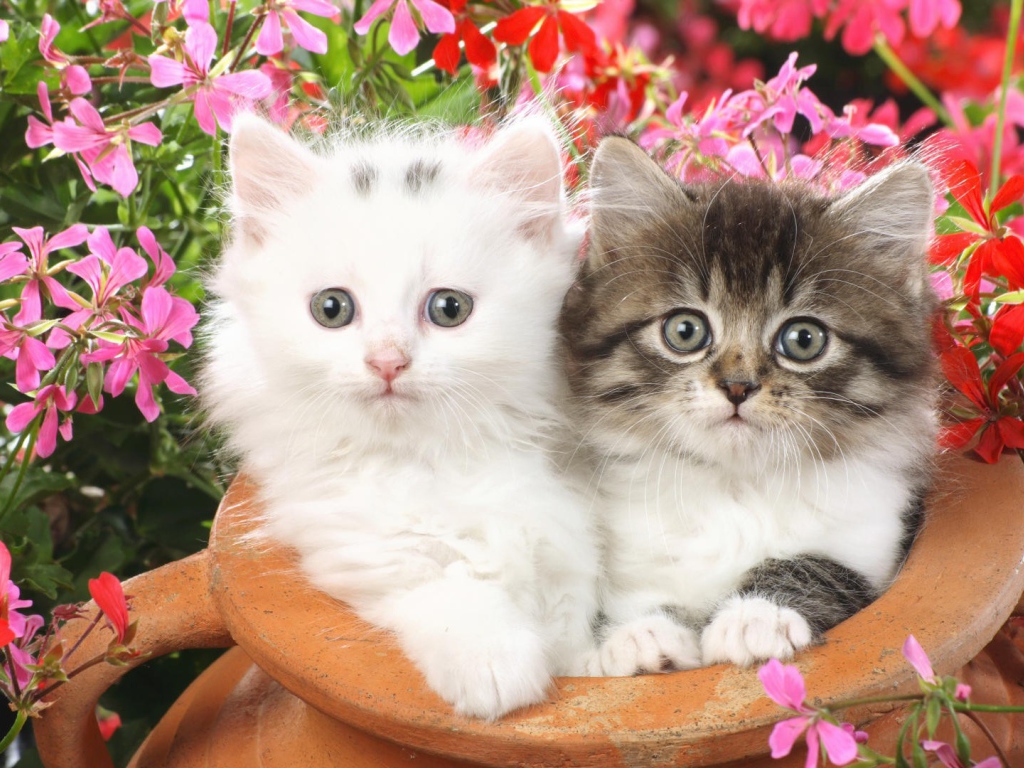 Котята в глинянном кувшине