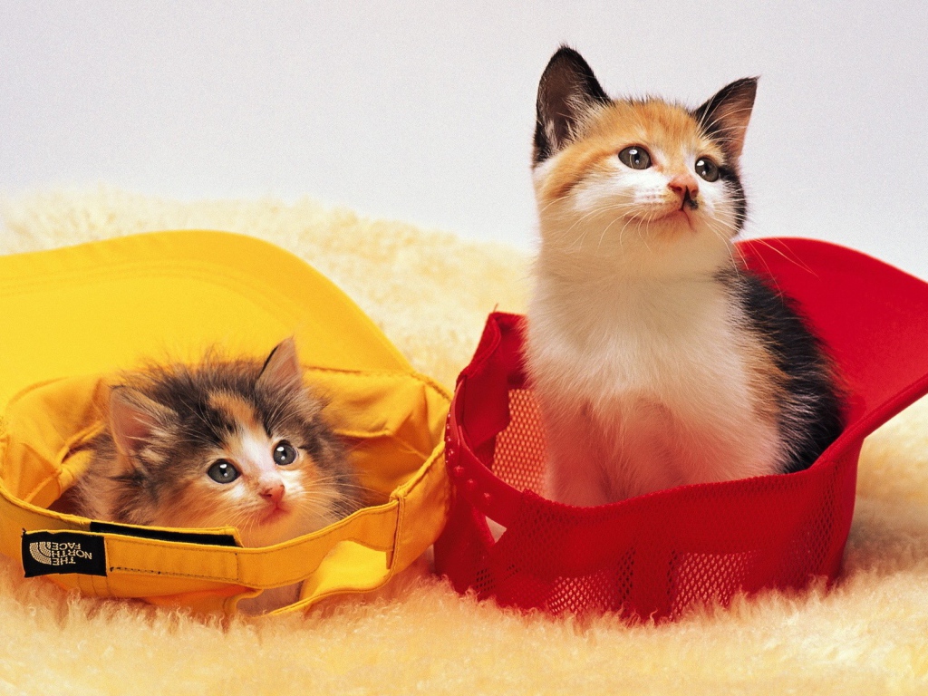 Котята в кепках