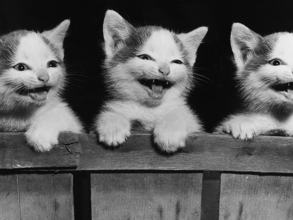 	  Kittens smile