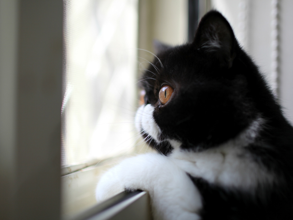 Кот смотрит в окно