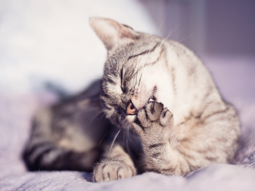 Кошка лижет лапу