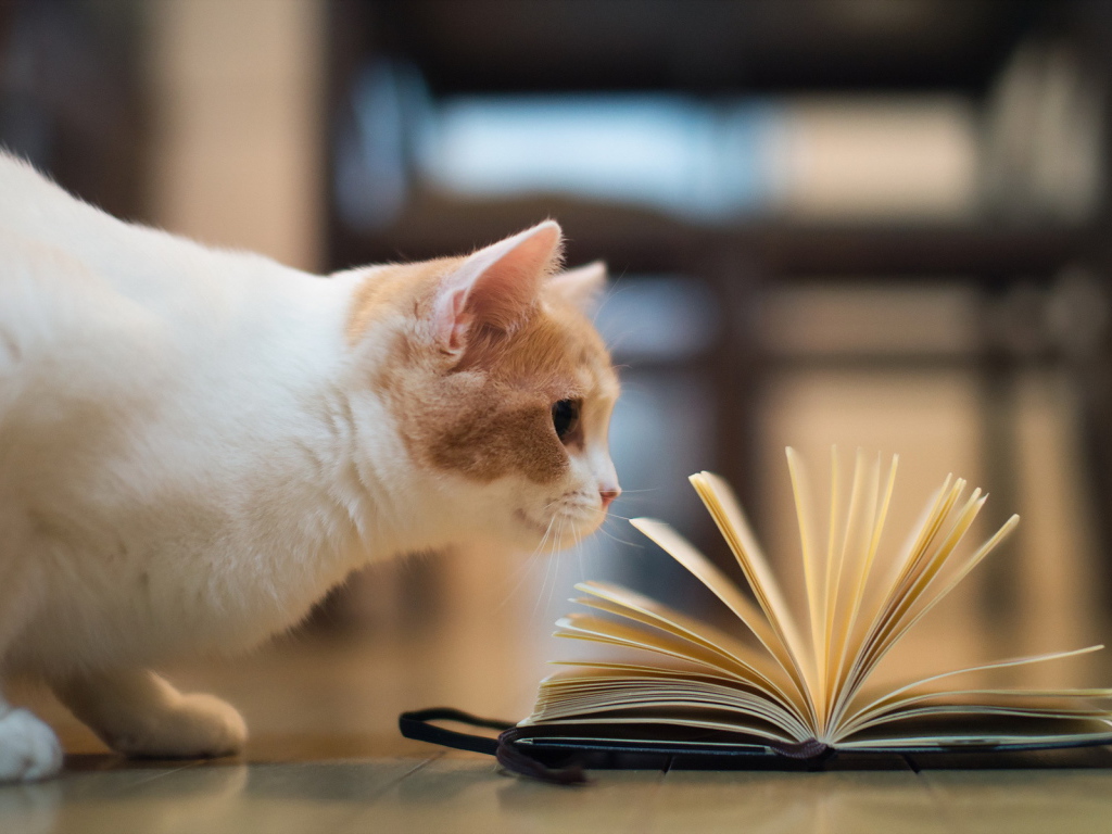 Кошка играет книгой
