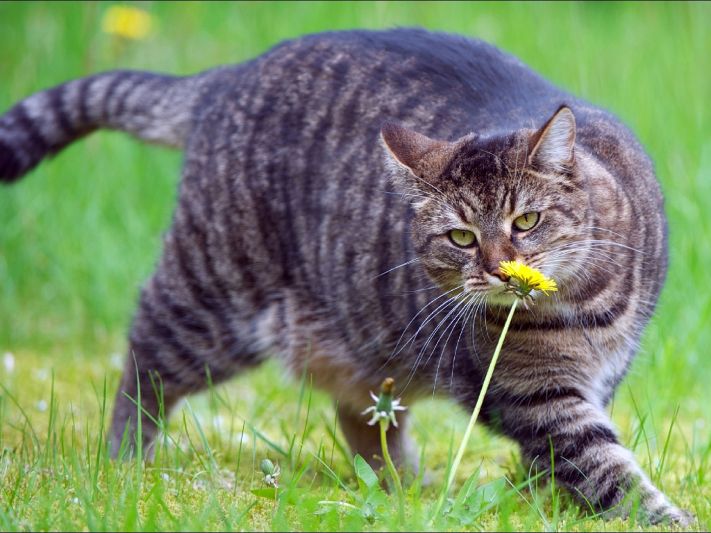 Толстый кот нюхает цветок