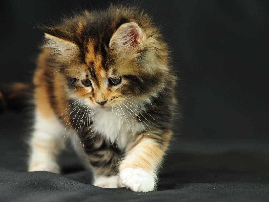 Котенок на черной ткани