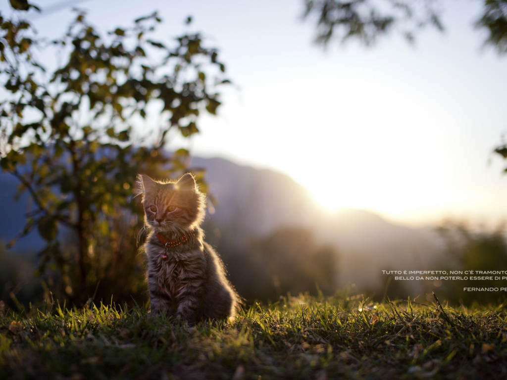 Котенок сидит на траве