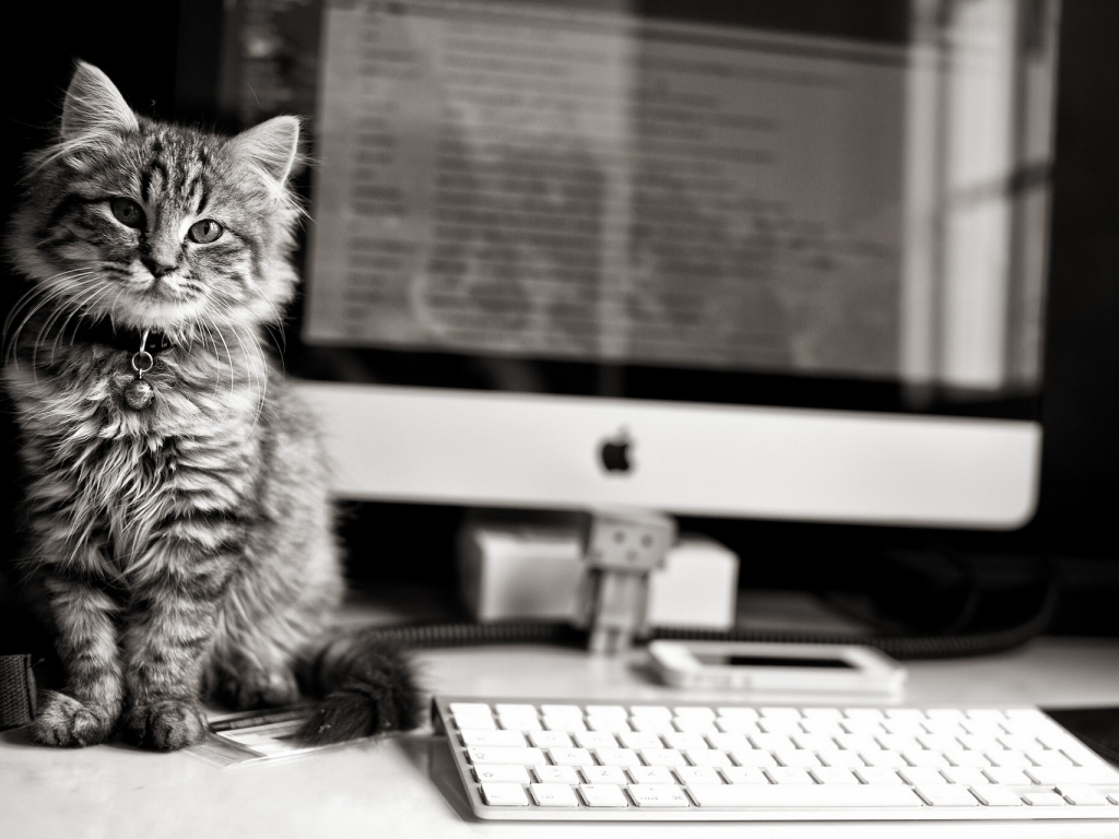 Котенок у компьютера