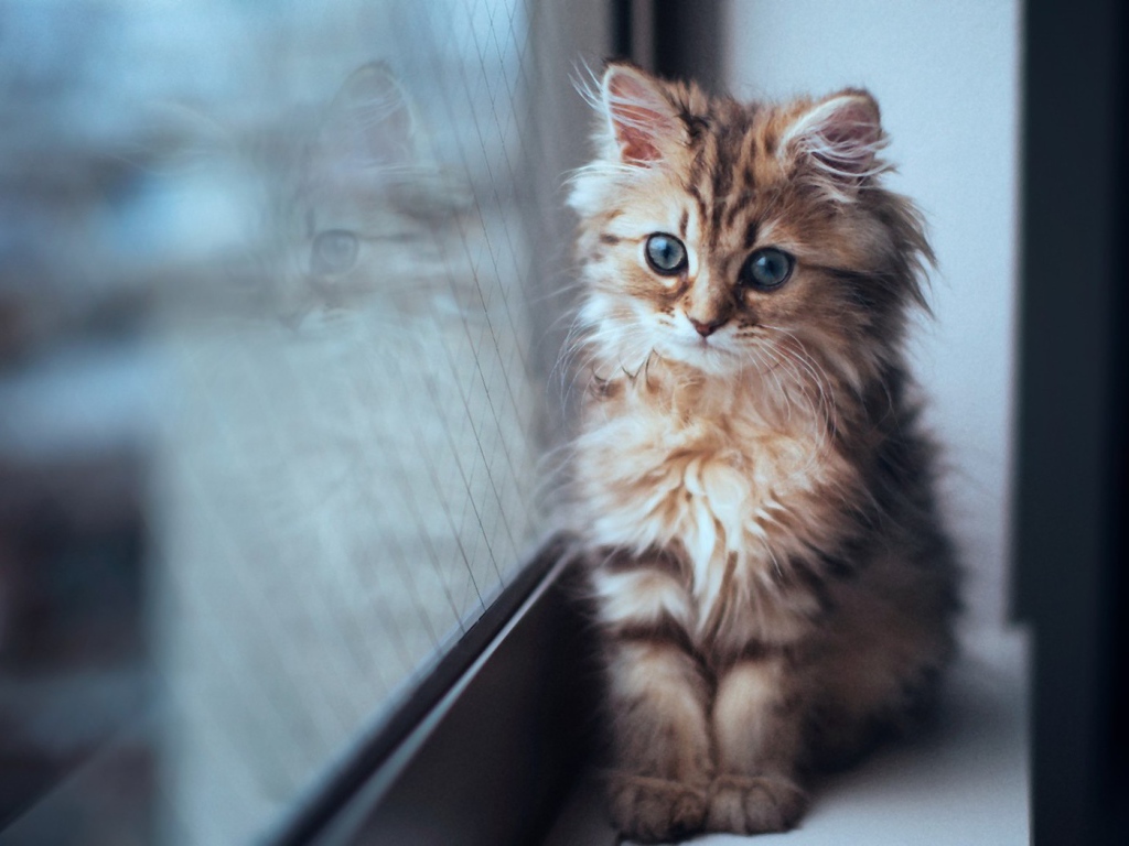 Котенок сидит у окна