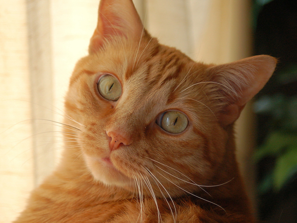 Рыжий кот с желтыми глазами