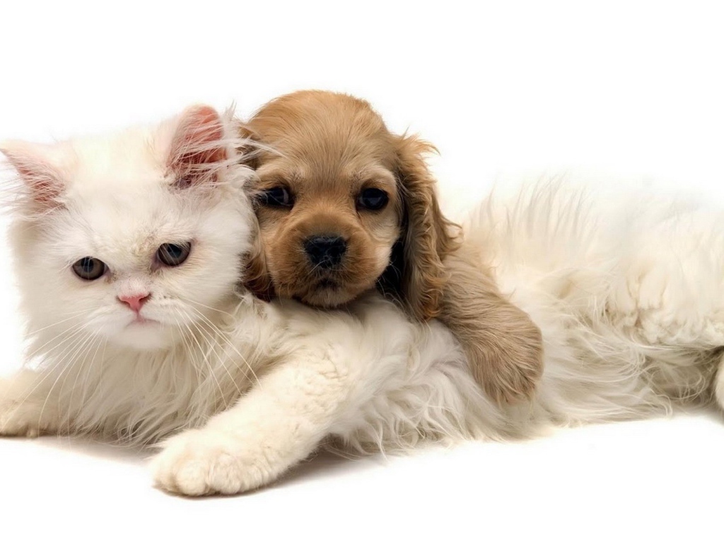 Белый кот и щенок