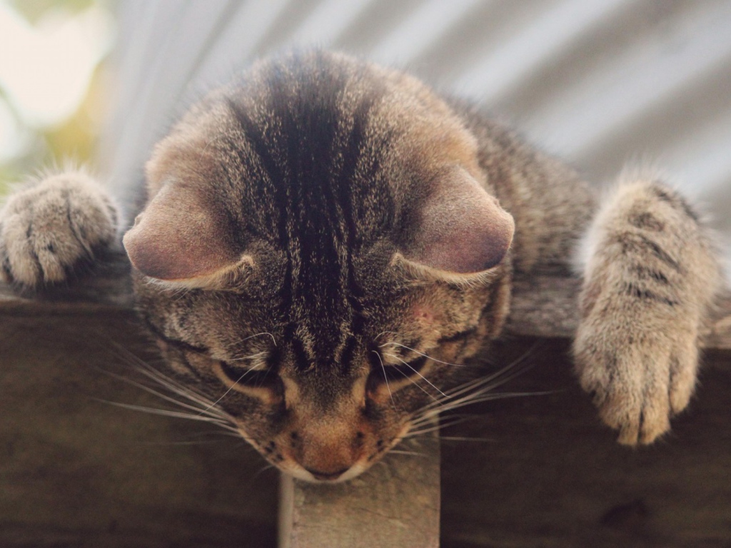 Кот наблюдатель