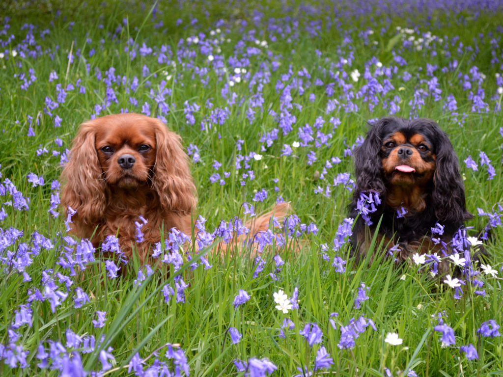Парочка собак кавалер кинг чарльз спаниель в траве