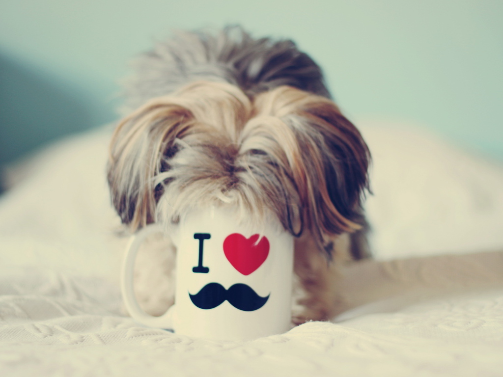 Собака пьет из чашки