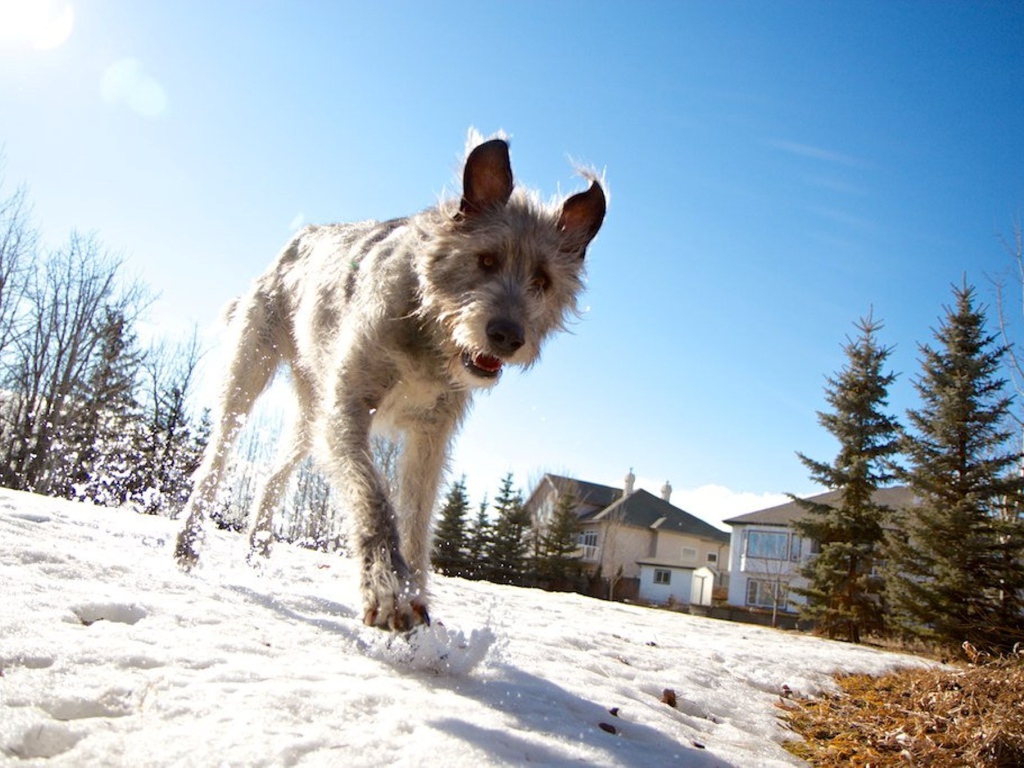 Верный друг ирландский волкодав