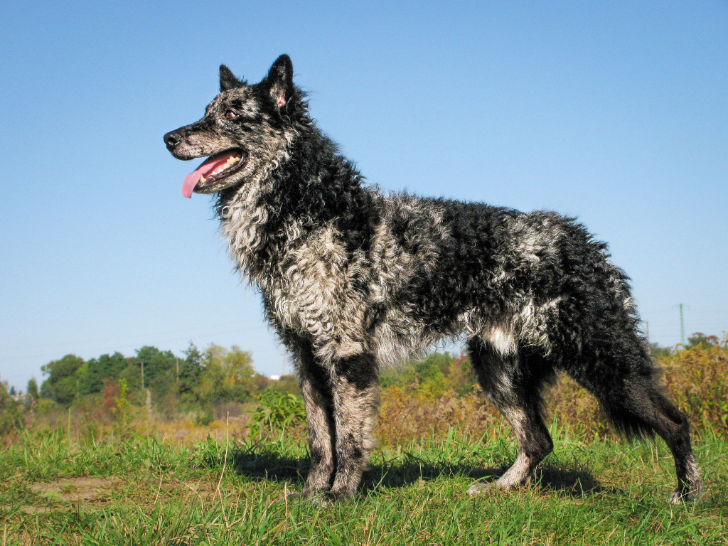 Красивый пес муди