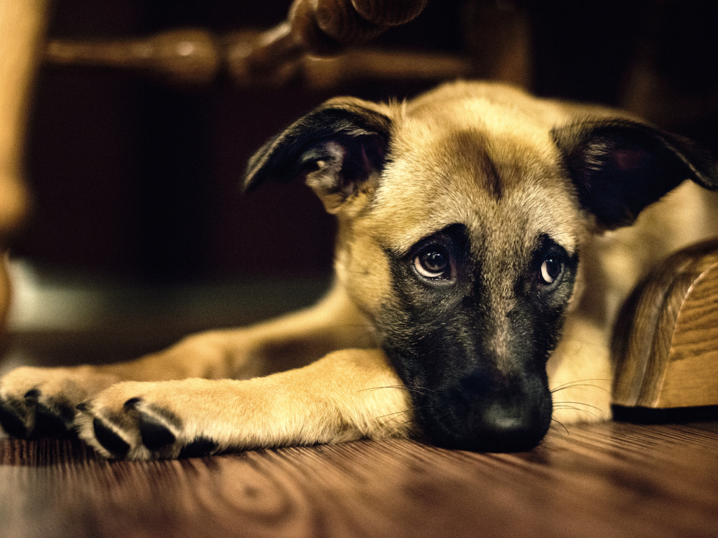 Одинокая собака