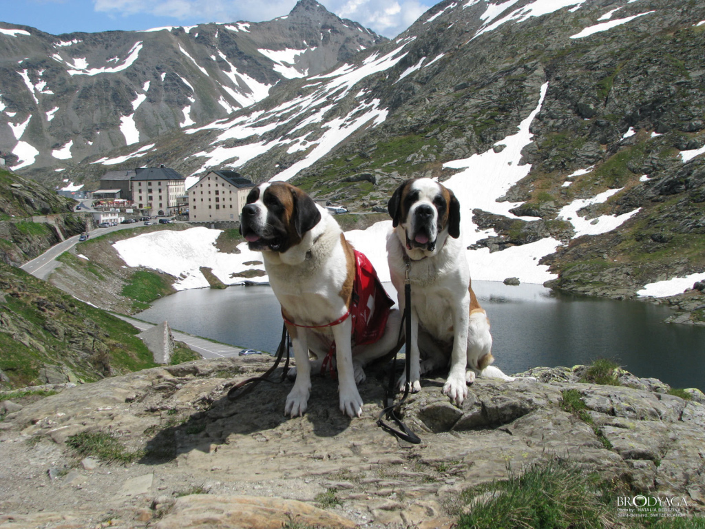 Пара сенбернаров в Швейцарии