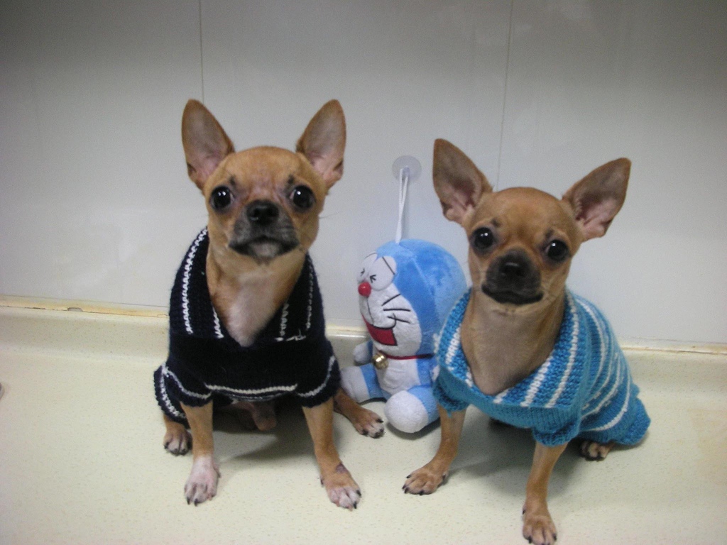 Пара собак чихуахуа