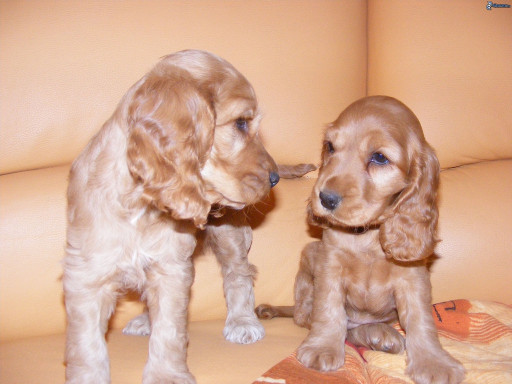 Пара щенков английского кокер спаниеля