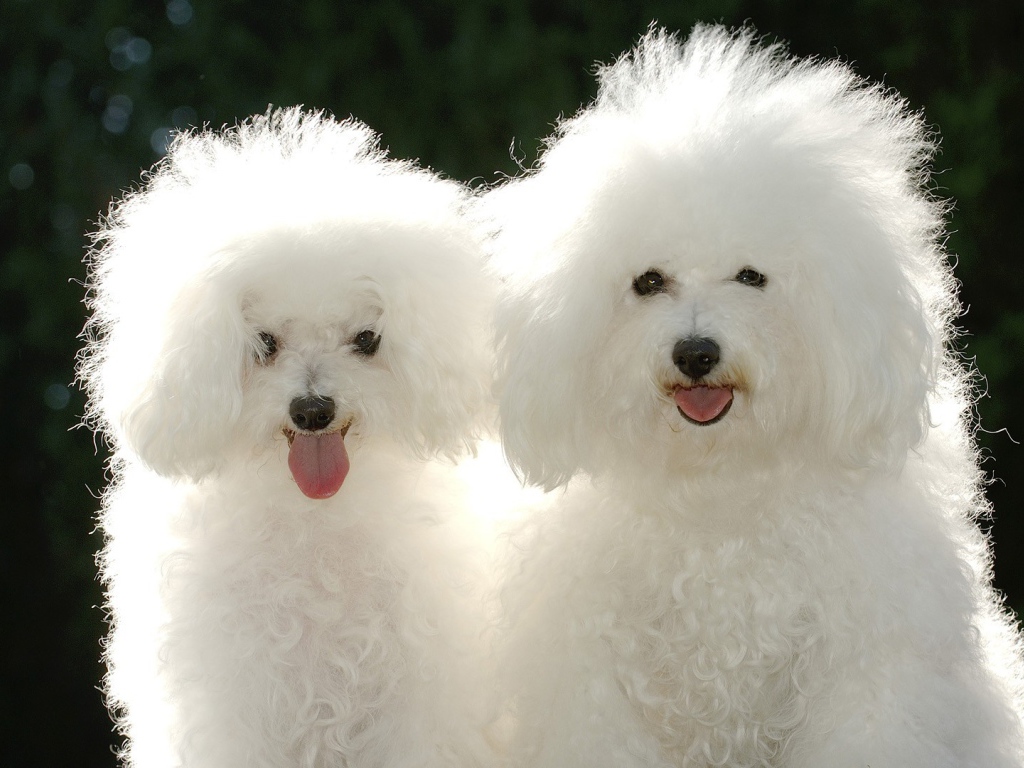 Пара белых пуделей