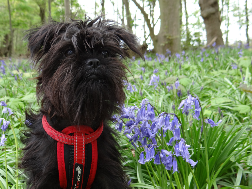 Аффенпинчер в цветах