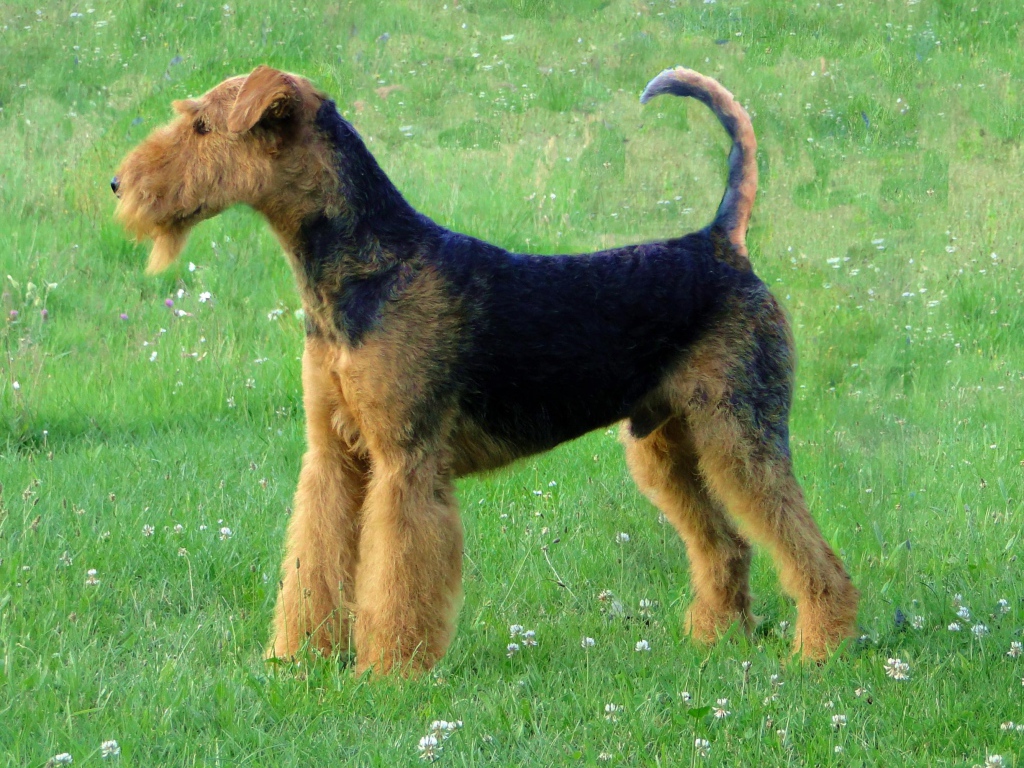 Эрдельтерьер на лугу
