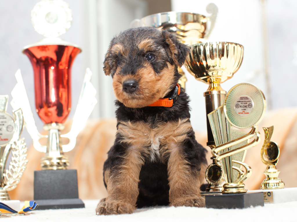 Щенок эрдельтерьера с наградами