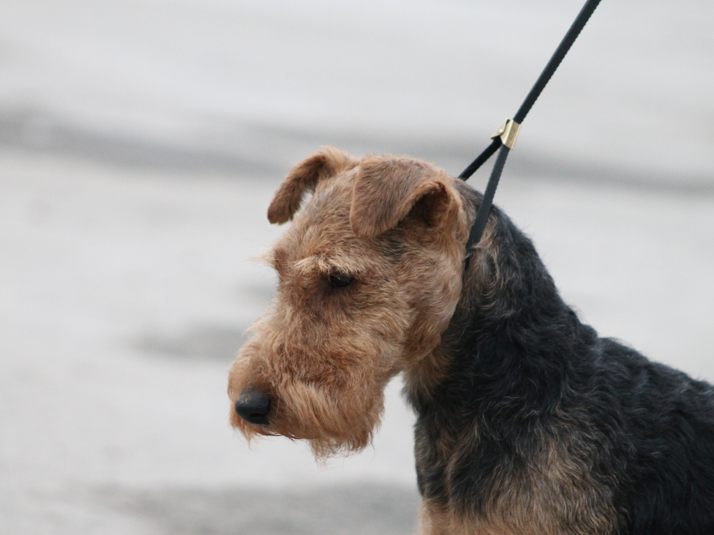 Пес эрдельтерьер на поводке