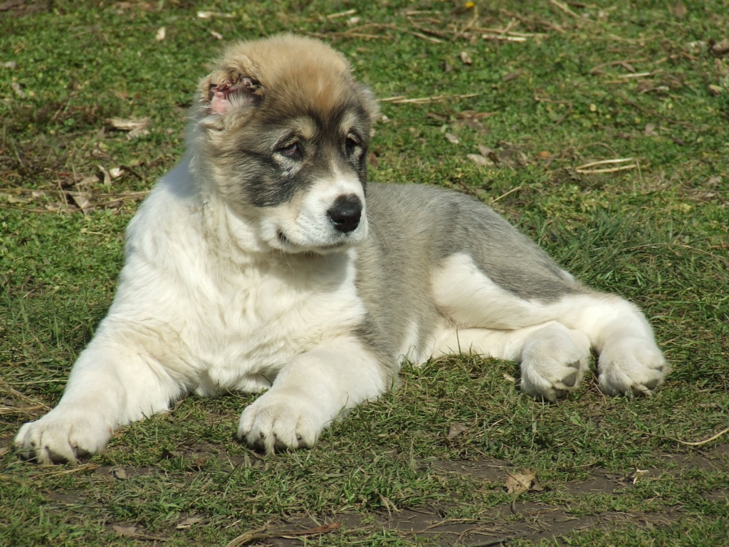 Щенок алабая на траве