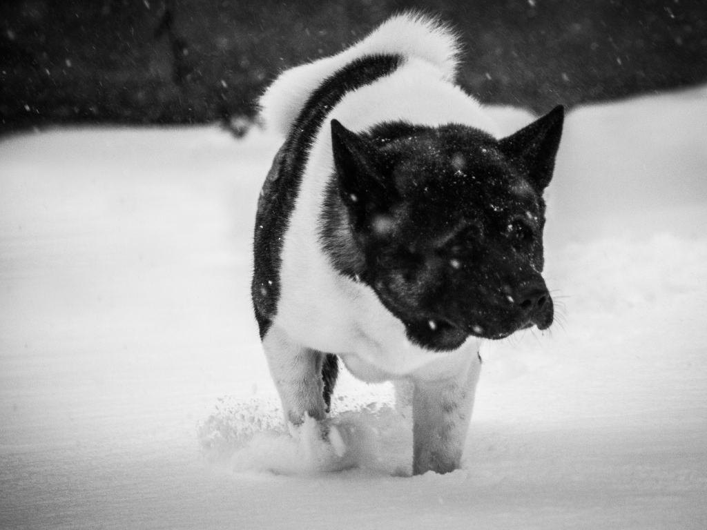 Американская акита в снегу