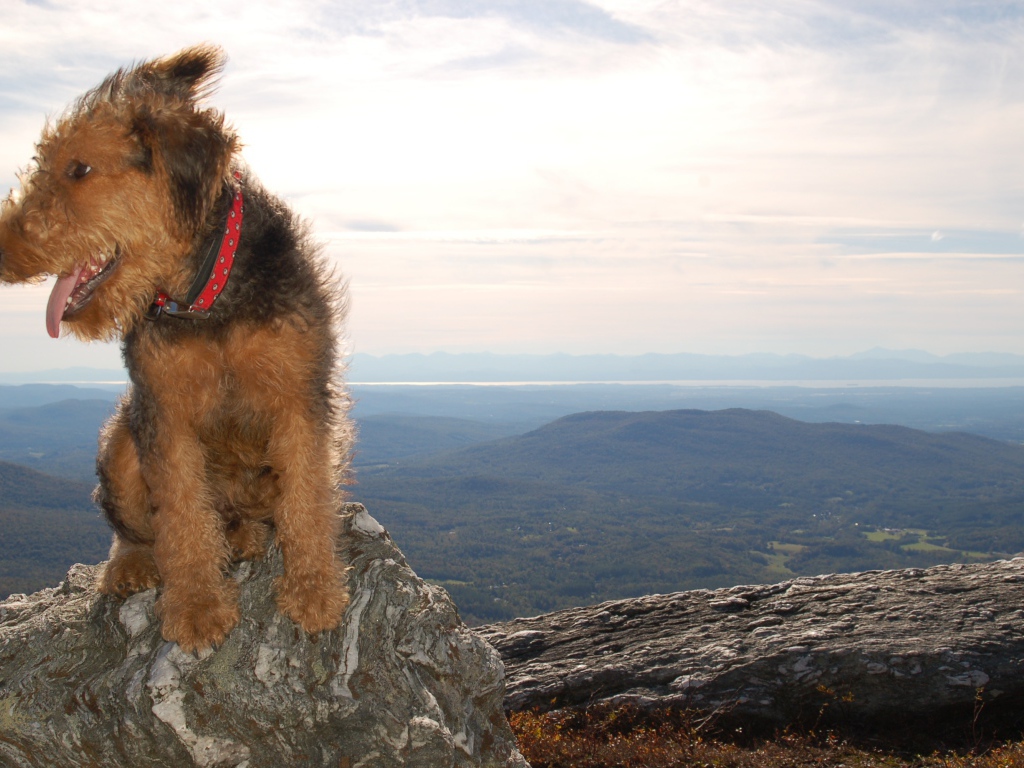 Красивый эрдельтерьер в горах