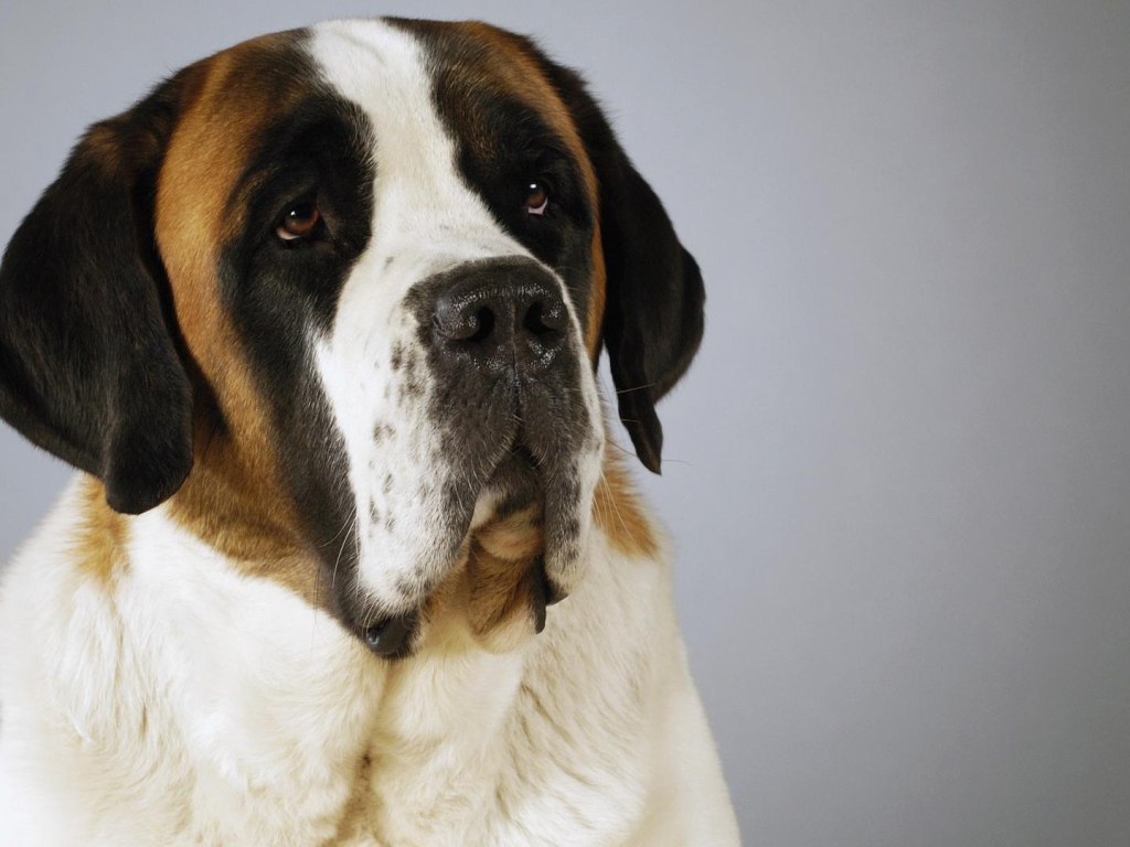 Красивый пес сенбернар