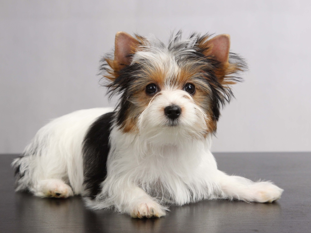 Красивая собачка бивер йорк