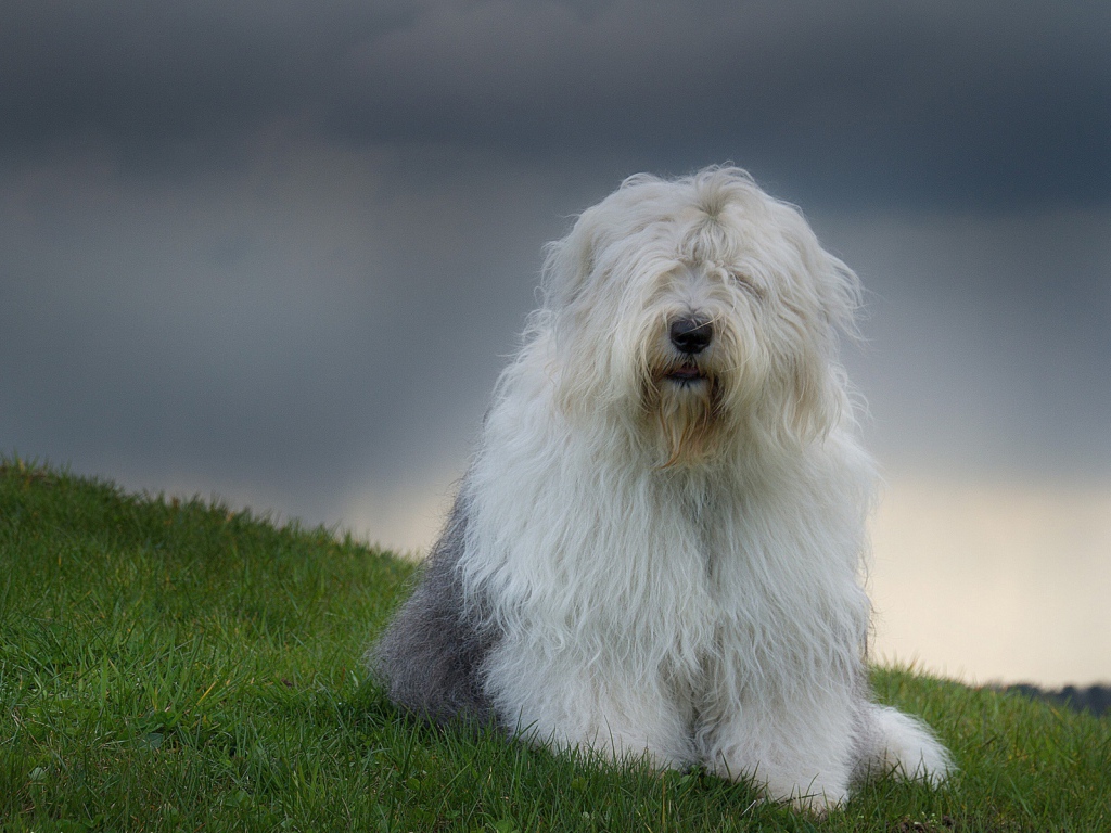 Красивый пес породы бобтейл
