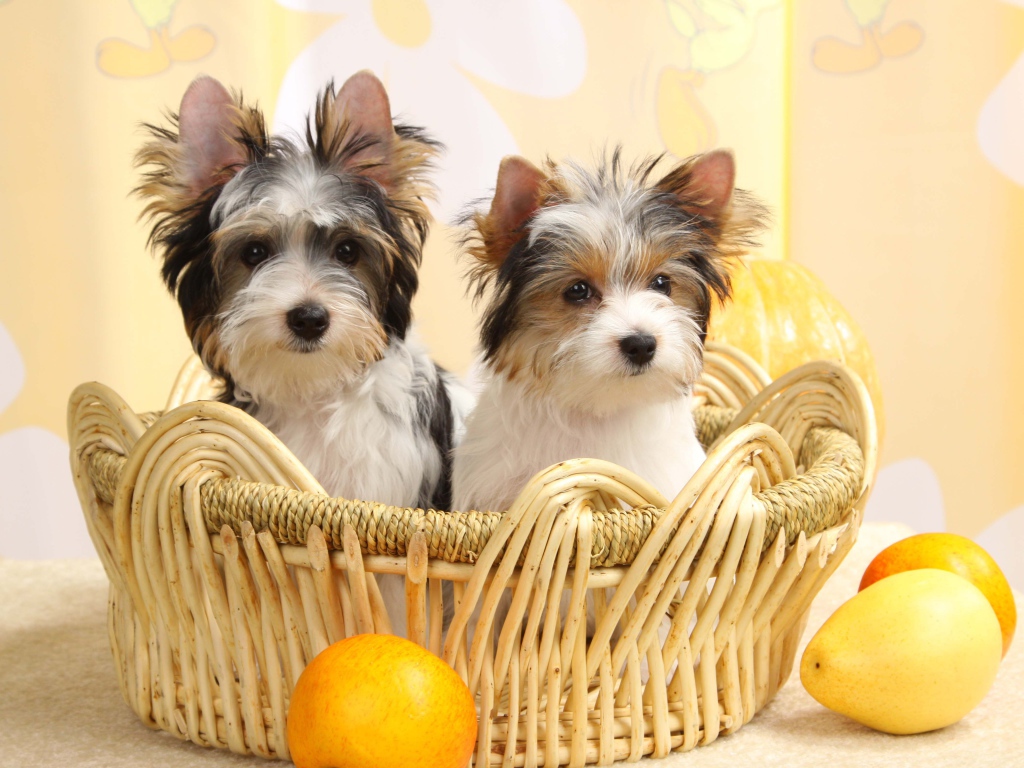 Собаки бивер йорк в корзинке