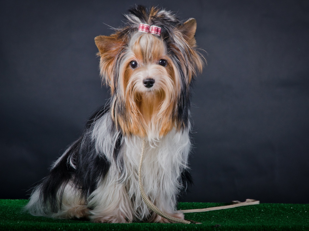 Фотомодель бивер йорк