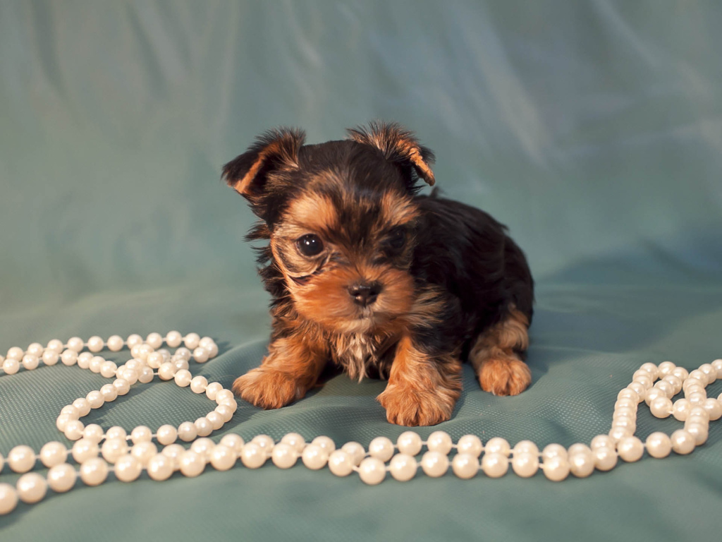 Щенок бивер йорк с бусами