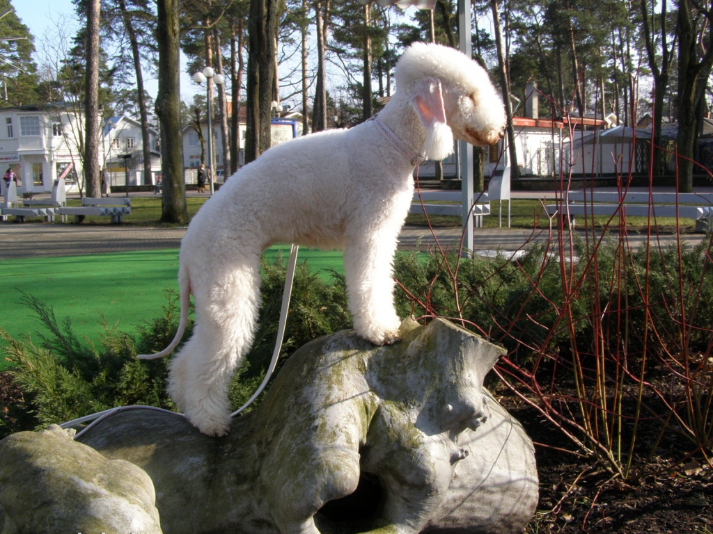 Бедлингтон терьер на камне