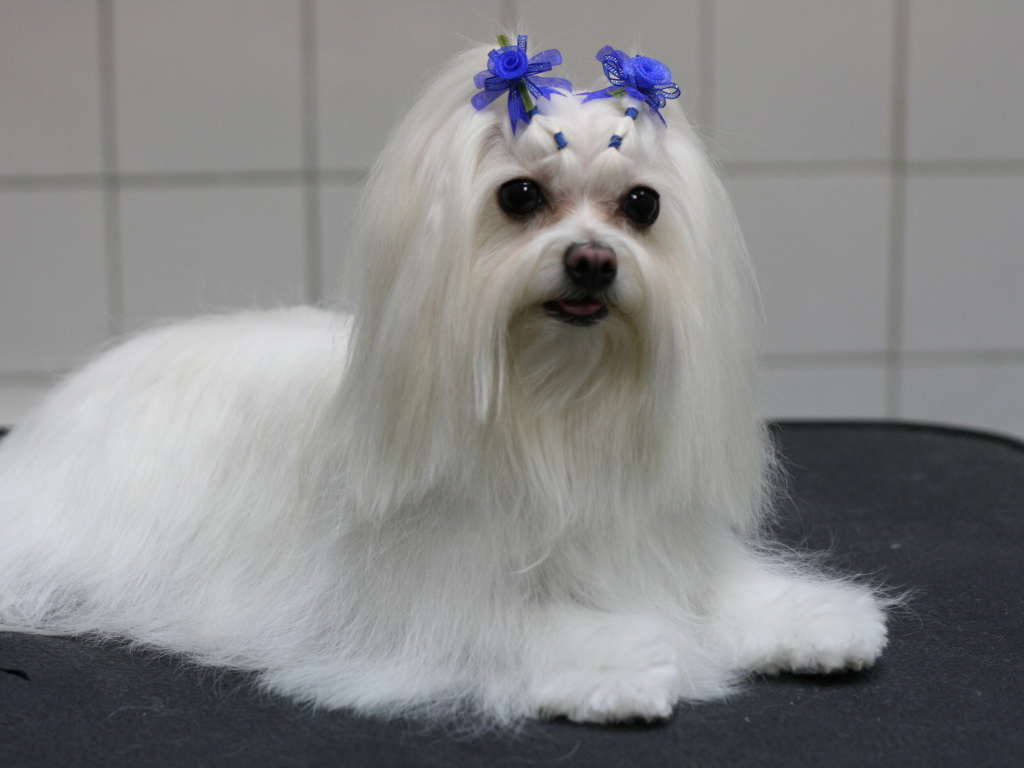 Болонка с украшениями