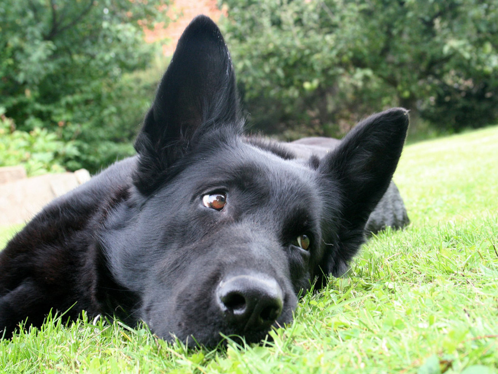 Black German shepherd lying on the grass