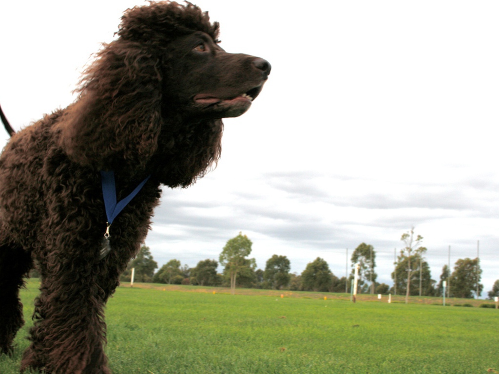 Черный ирландский водяной спаниель