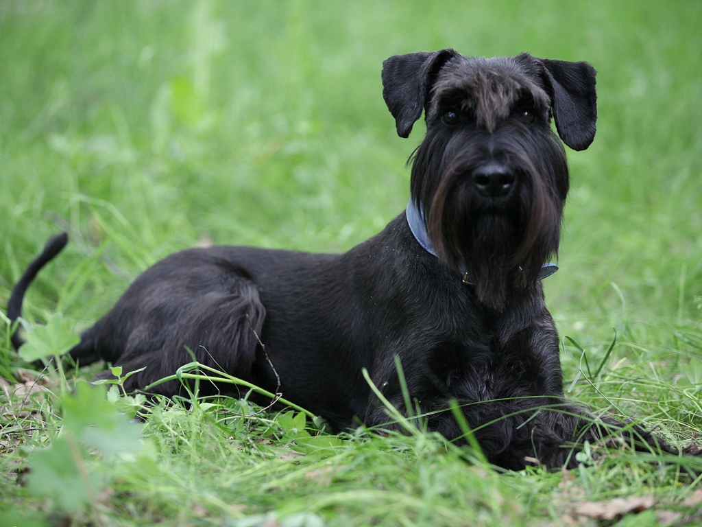 Черный шнауцер в траве
