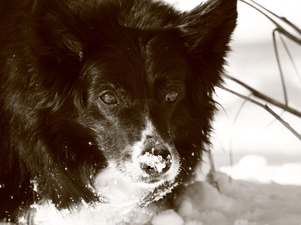 Черная колли в снегу