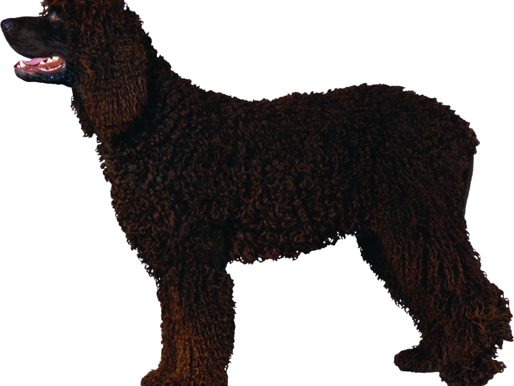 Черный кучерявый пудель