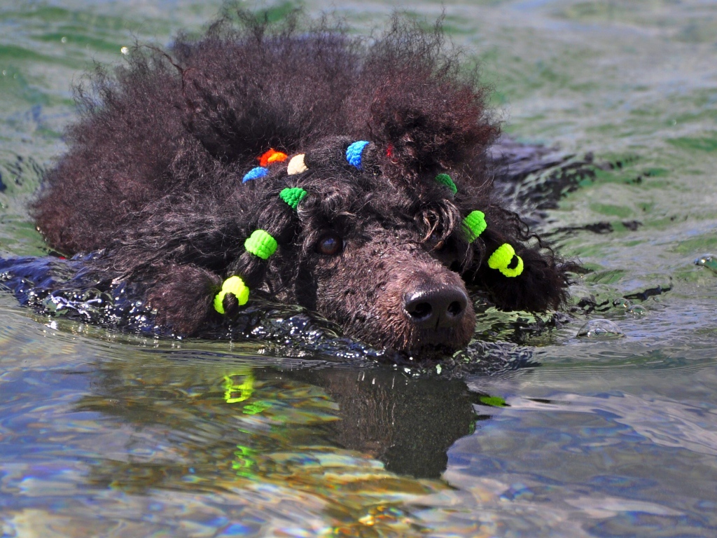 Черный пудель плывет
