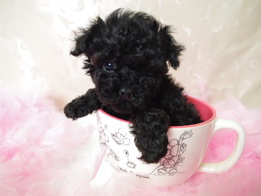 Черный щенок пуделя в чашке