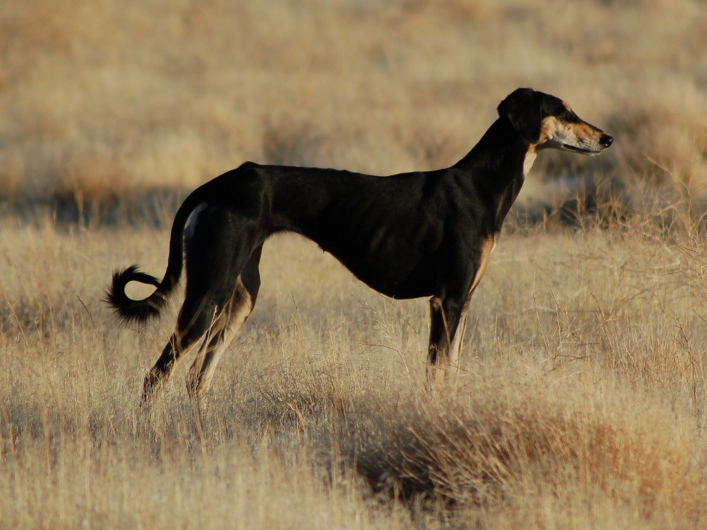 Черная стройная салюки