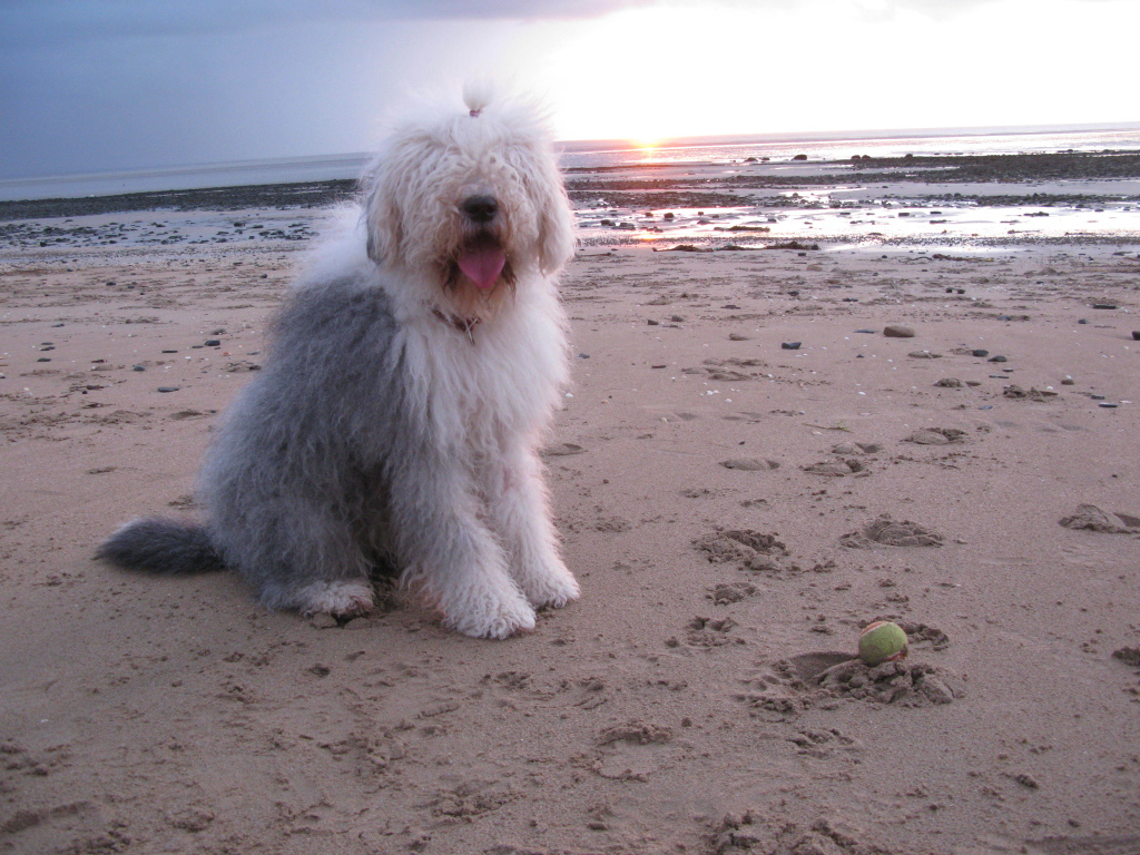 Бобтейл на фоне заката