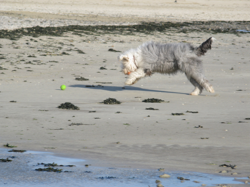 Бобтейл ловит мяч
